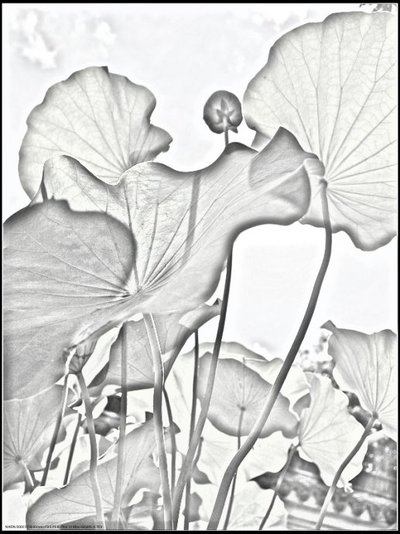 艺术生基础知识：素描头像基础知识